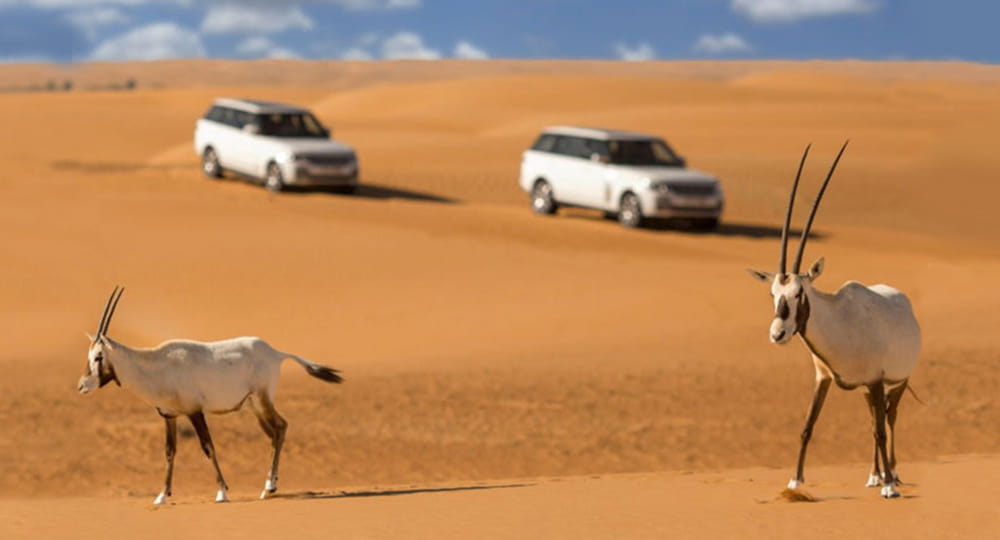 Excursión Safari en el desierto