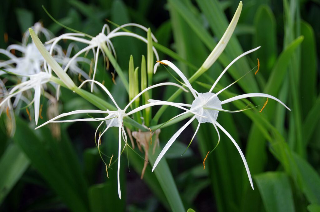 Burj Khalifa hymenocallis