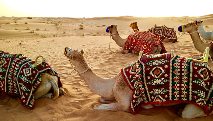 camellos desierto vamos a dubái