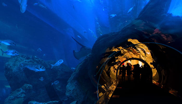 aquarium Dubái