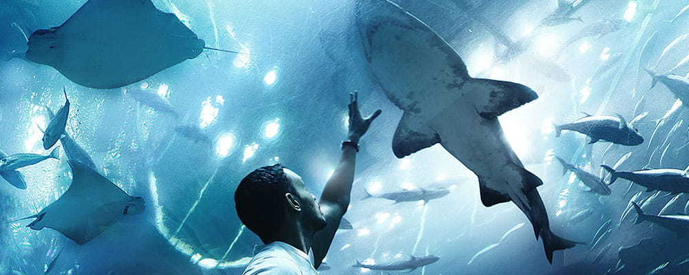 Dubai Aquarium Underwater Zoo